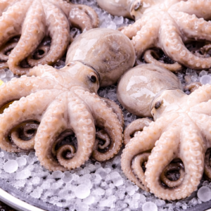 Octopus