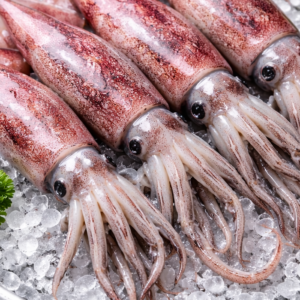 Squid (Whole)